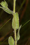 Cottony goldenaster